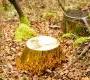 Табурет Moroso The fool of the hill - The fool of the hill