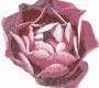 Плитка для бассейна Bisazza Pool Mosaics - Pool-Mosaic-ROSA-ROSA1