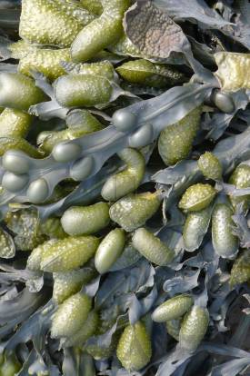 Ковер Moooi Seaweed - Seaweed
