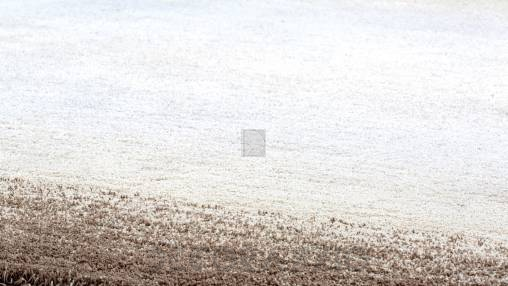 Ковер Papilio Rugs Pride - RPPARM-8888