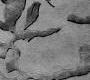 Ковер Bougainville Inspiration - Fossil macadam