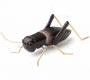 Статуэтка Mambo Unlimited Ideas Fauna - cricket-black