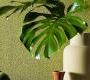 Обои Giardini Surfaces - ORG004