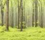 Обои Rebel Walls Nature - Forest - R10101
