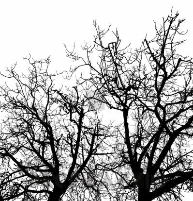 Обои Rebel Walls Nature - Forest - R10121