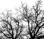 Обои Rebel Walls Nature - Forest - R10121