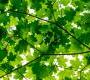Обои Rebel Walls Nature - Forest - R10181