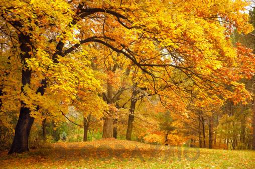 Обои Rebel Walls Nature - Forest - R10191