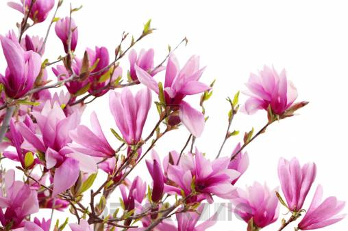 Обои Rebel Walls Floral - Close Up - R10591