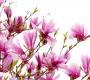 Обои Rebel Walls Floral - Close Up - R10591