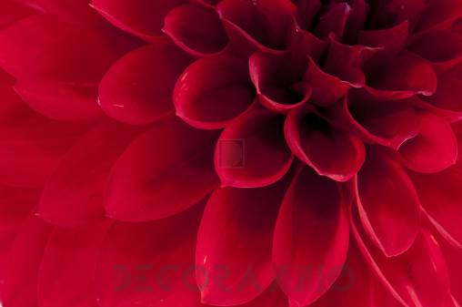 Обои Rebel Walls Floral - Close Up - R10601