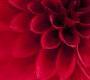 Обои Rebel Walls Floral - Close Up - R10601