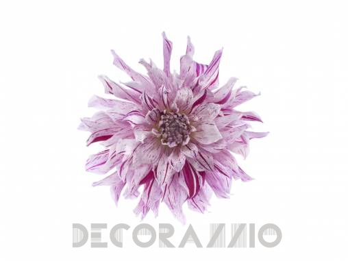 Обои Rebel Walls Floral - Close Up - R10611