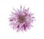 Обои Rebel Walls Floral - Close Up - R10611