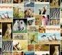 Обои Rebel Walls Kids - Animal - R11561