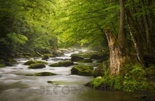 Обои Rebel Walls Nature - Forest - R11921
