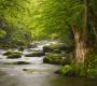 Обои Rebel Walls Nature - Forest - R11921