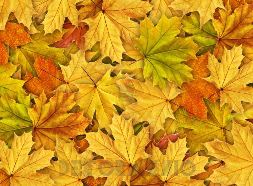Обои Rebel Walls Floral - Leaf - R11931