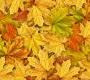 Обои Rebel Walls Floral - Leaf - R11931
