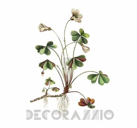 Обои Rebel Walls Floral - Close Up - R11961