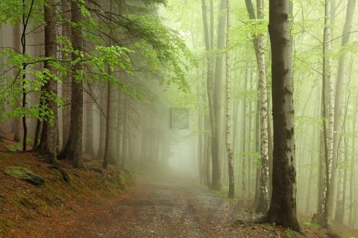 Обои Rebel Walls Nature - Forest - R12471