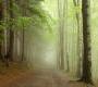 Обои Rebel Walls Nature - Forest - R12471