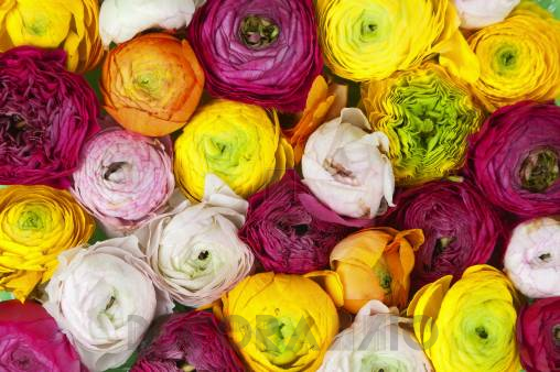 Обои Rebel Walls Floral - Close Up - R13011