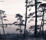 Обои Rebel Walls Nature - Forest - R13021