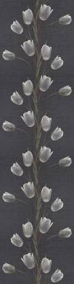 Обои Rebel Walls Floral - Flowers - R13061