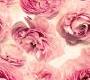 Обои Rebel Walls Floral - Close Up - R13091