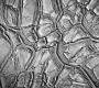 Обои Rebel Walls Nature - Seasons - R13651