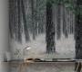 Обои Rebel Walls Nature - Forest - R13711