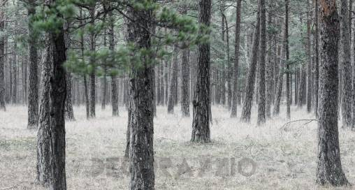 Обои Rebel Walls Nature - Forest - R13711
