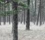 Обои Rebel Walls Nature - Forest - R13711