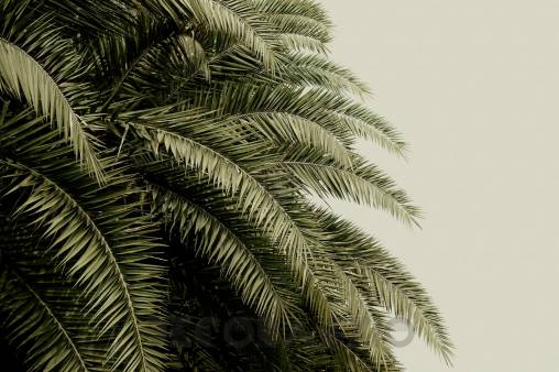 Обои Rebel Walls Floral - Leaf - R14001
