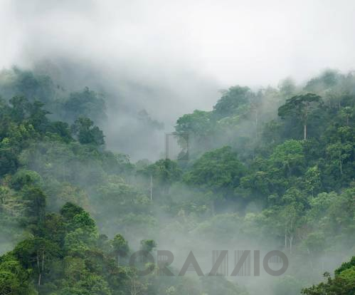 Обои Rebel Walls Nature - Forest - R15062