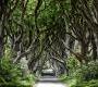 Обои Rebel Walls Nature - Forest - R15251