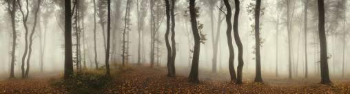 Обои Rebel Walls Nature - Forest - R15281