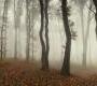Обои Rebel Walls Nature - Forest - R15281
