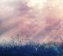 Обои Rebel Walls Nature - Forest - R15361