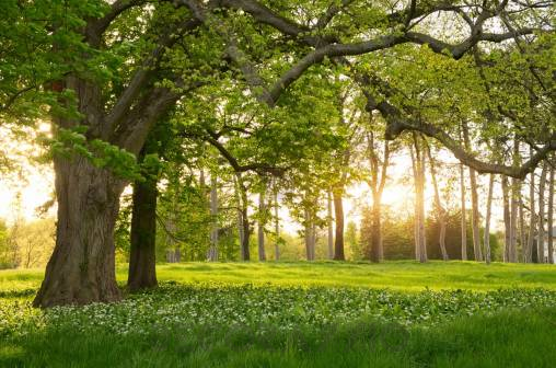 Обои Rebel Walls Nature - Forest - R15521