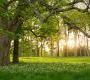 Обои Rebel Walls Nature - Forest - R15521