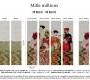 Обои Elitis Mille millions - VP 863 01