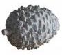 Декор Gallery Pinecone - 5055999209595
